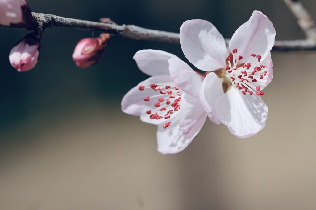 peach blossom, flowers, spring-7083263.jpg
