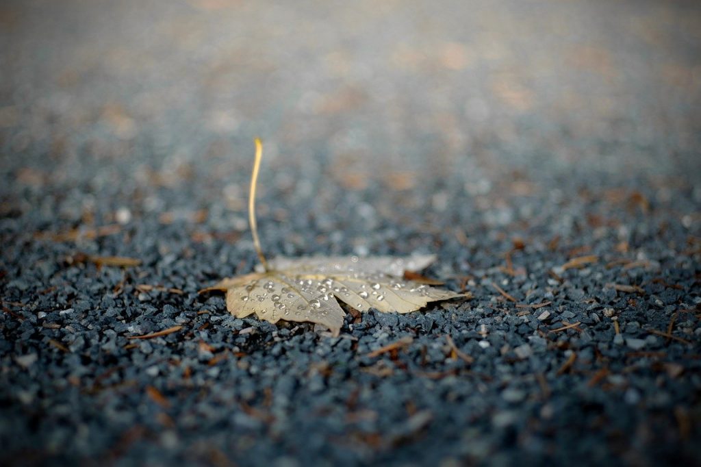 leaf, macro, season-7498212.jpg